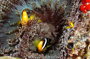 Anemone family by Alexander Nikolaev 